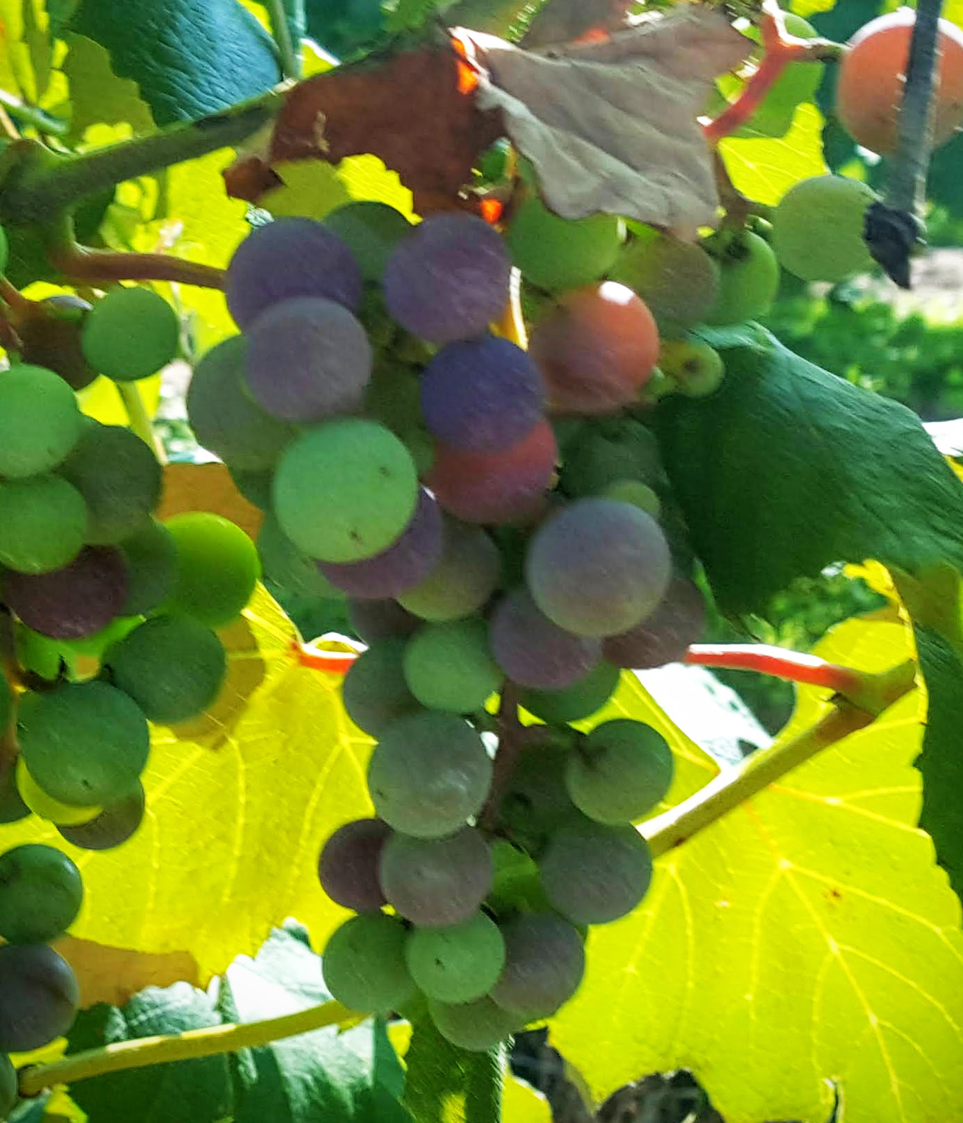 Concord verasion